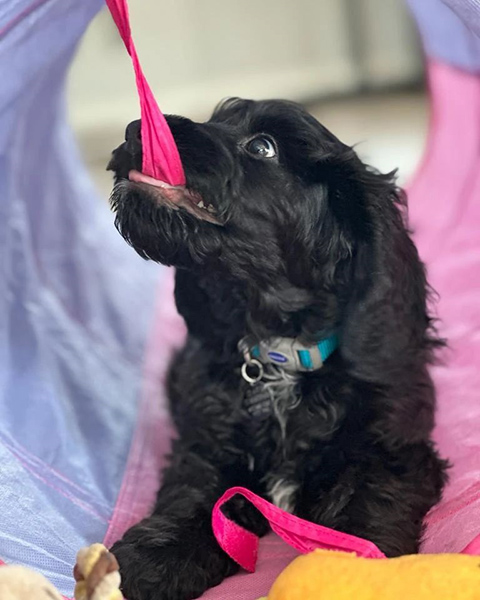 Cockapoo puppy Farrell is chewing on his play tunnel