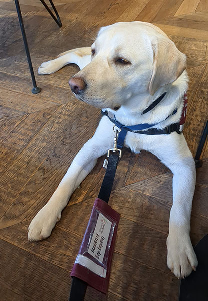 Yellow Labrador Kipling is lying on the floor of a cafe