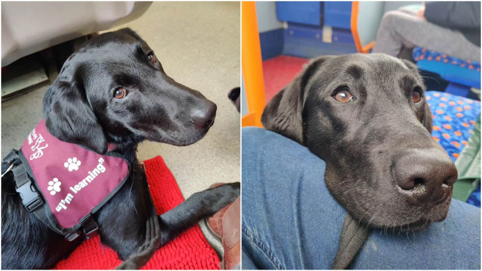 A two-photo montage of black Labrador MJ on a train and bus