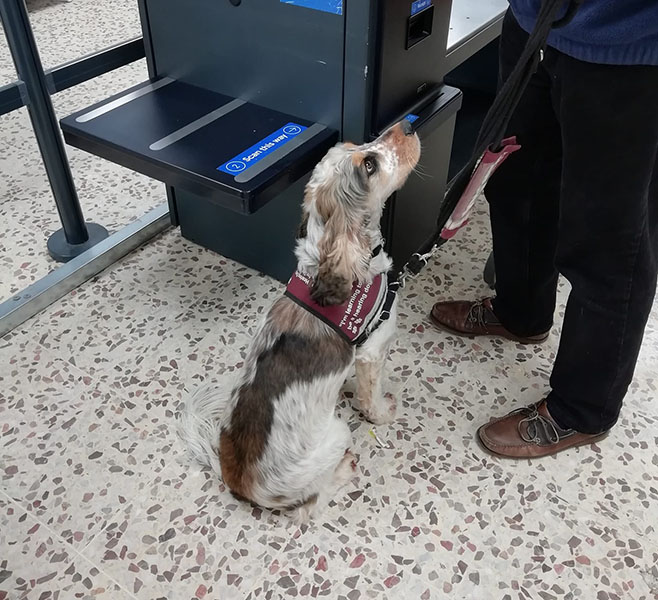 Cocker spaniel Presley is sitting next to a supermarket's self-checkout