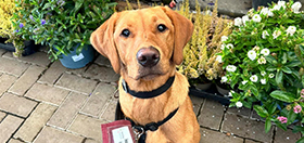 Red Labrador Amber is at a garden centre