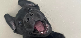 Black Labrador hearing dog puppy