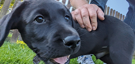 Black Labrador hearing dog puppy