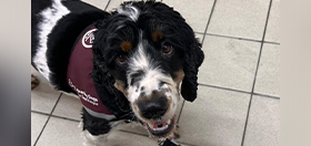 Cocker spaniel Wilbur at a supermarket