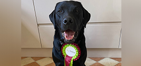 Black Labrador Harold