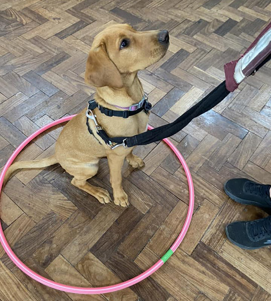 Red Labrador Amber is sitting on the floor, inside a pink hula hoop, and she is looking at her volunteer trainer