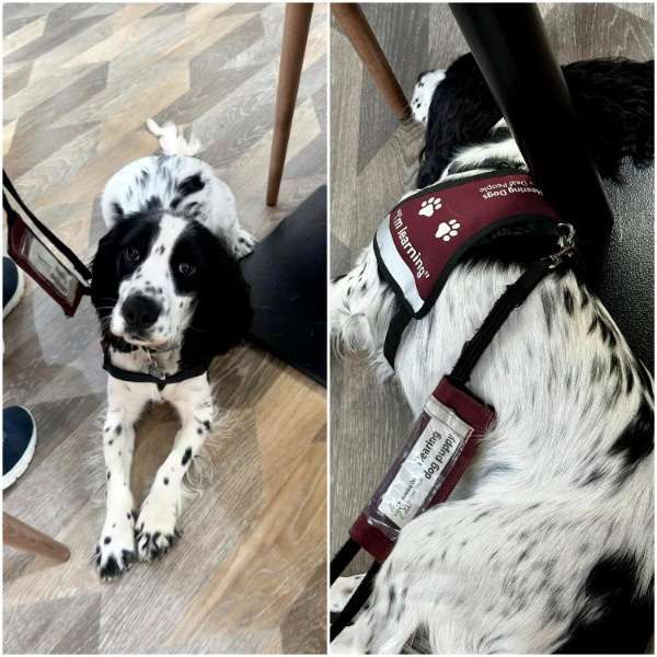Cocker spaniel Bracken is setting at a garden centre cafe