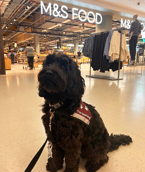 Cockapoo Sapphire is sitting at a Marks & Spencer store