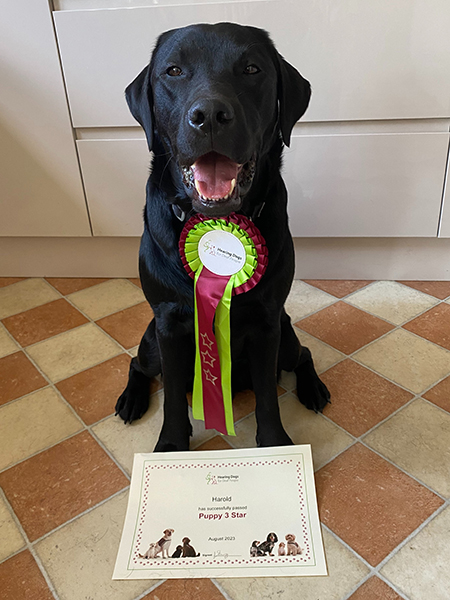 Black Labrador Harold is sitting behind a paper certificate