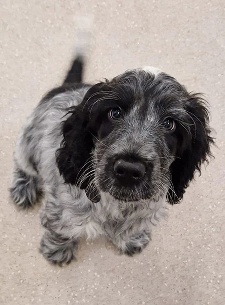 Black and White Cocker Spaniel puppy, Billy, sitting and wagging his tail whilst looking up at the camera.