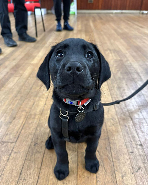 Black Labrador puppy, Mowgli, sitting on the floor and looking up at the camera.