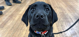 Black Labrador puppy, Mowgli, looking up at the camera and smiling