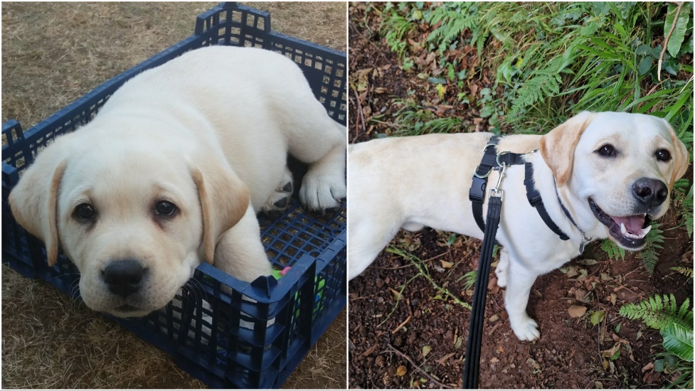 Yellow Labrador, Ozzy, as a young puppy on the left and then as a grown up dog now. Both images he is lookingup at the camera and smiling