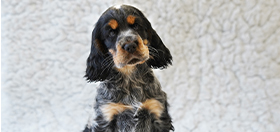 Cocker spaniel hearing dog puppy