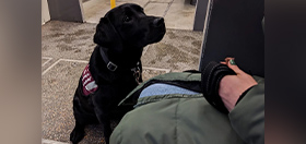 Black Labrador Teasel is sitting on the floor of a Metro train