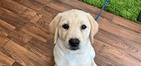 Yellow labrador puppy, Orla, sitting on a wooden floor at puppy class and looking up at the camera.
