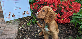 Golden cocker spaniel, Parsley, sitting on the edge of a flower bed and looking to the left where someone is holding up his Puppy 1 Star certificate.