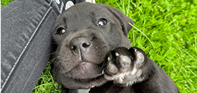 Black Labrador puppy Ada is having a cuddle