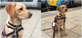 Yellow Labrador Ruby is at a train station as part of her hearing dog traininging