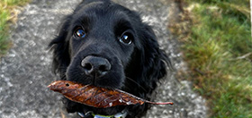 Black Cocker Spaniel puppy, River, running with a leaf in her mouth