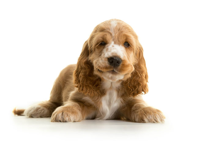 cute hearing dog puppy