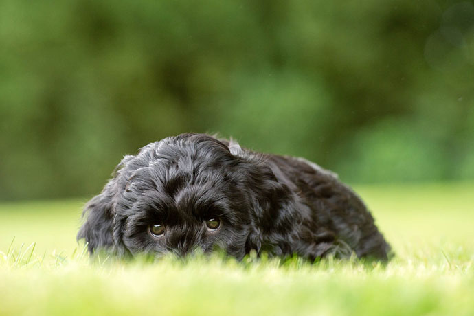 cute hearing dog hide and seek