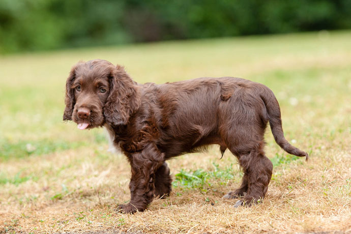 hearing dogs puppy cute 