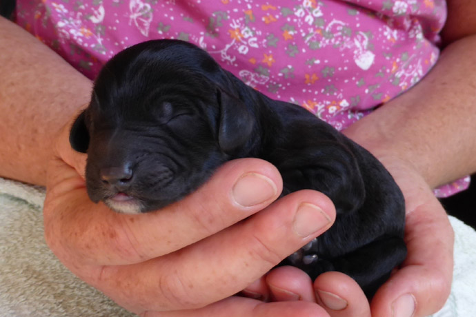 puppy cute newborn