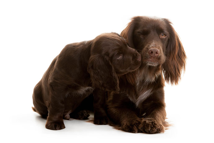 hearing dog puppy siblings spaniels