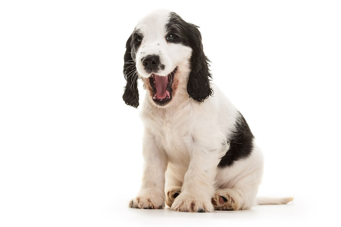 hearing dog puppy cute yawning spaniel