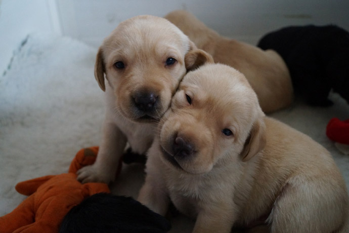 cute dog puppy 