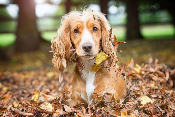 hearing dogs cute leaves