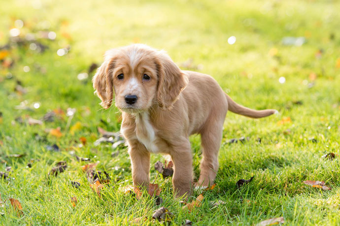 cute puppy spaniel