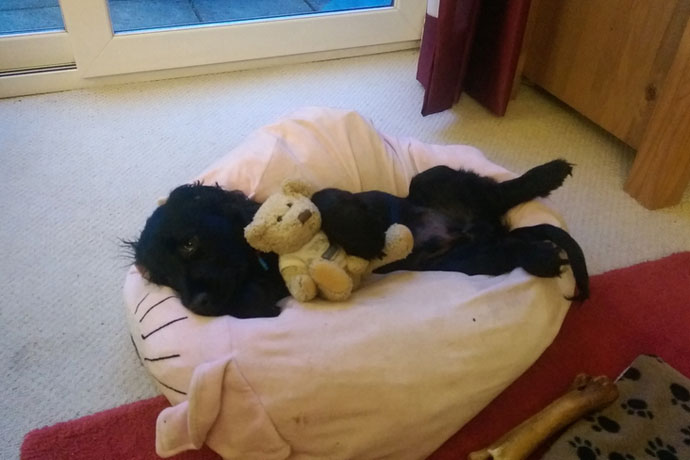 hearing dog cute puppy