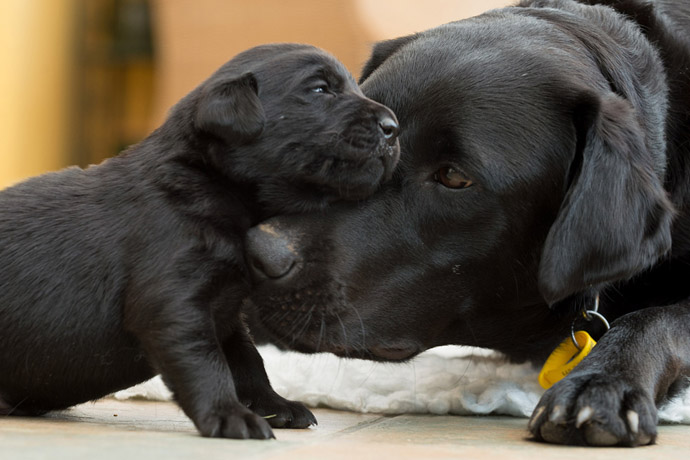 cute dog puppy 