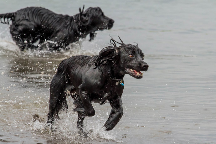 Dogs swimming beach 