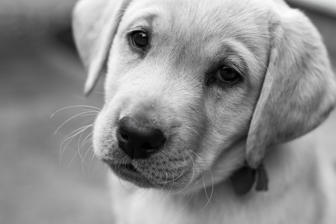 cute puppy 