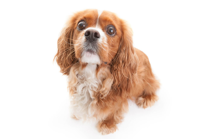 King Charles cute