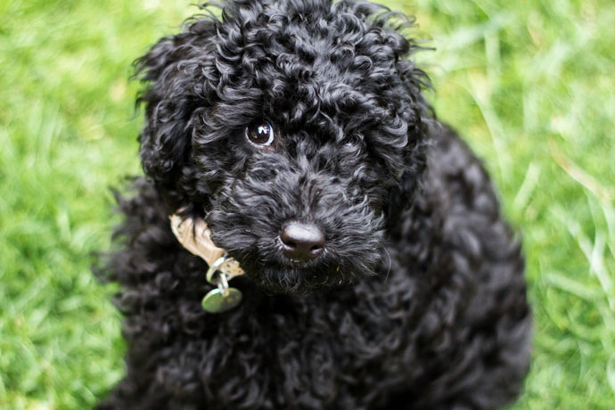 hearing dogs cute 