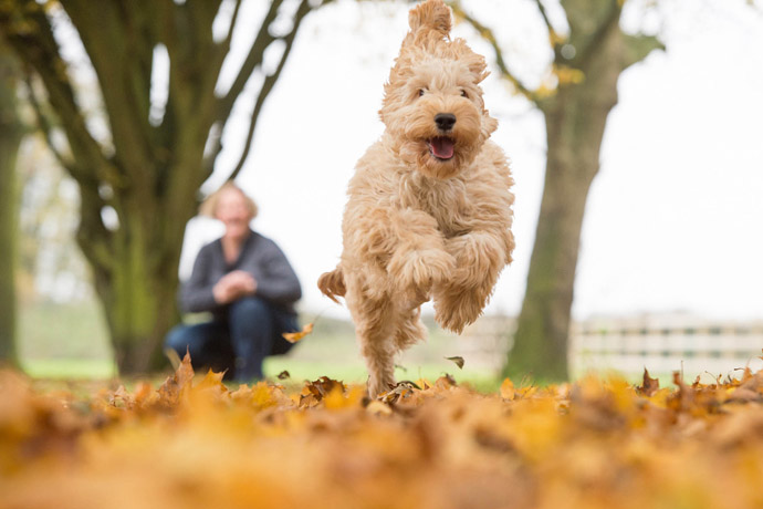Cute puppy running The Grange