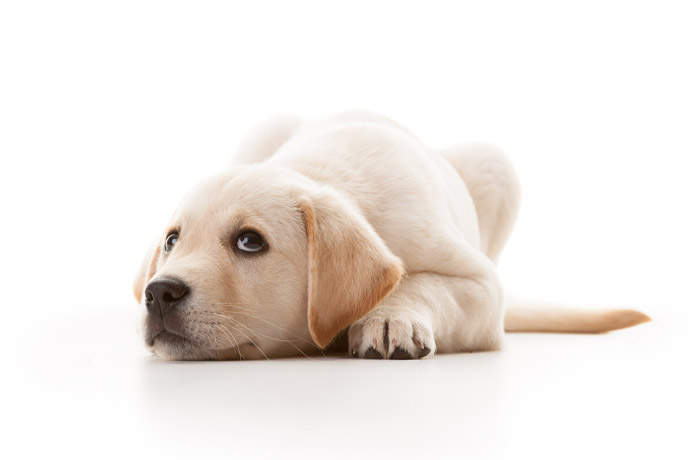 Hearing dog puppy cute