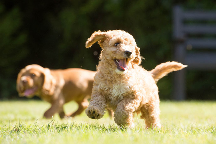 Cute puppy garden