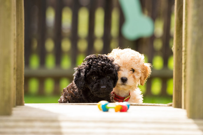 cute hearing dog puppy
