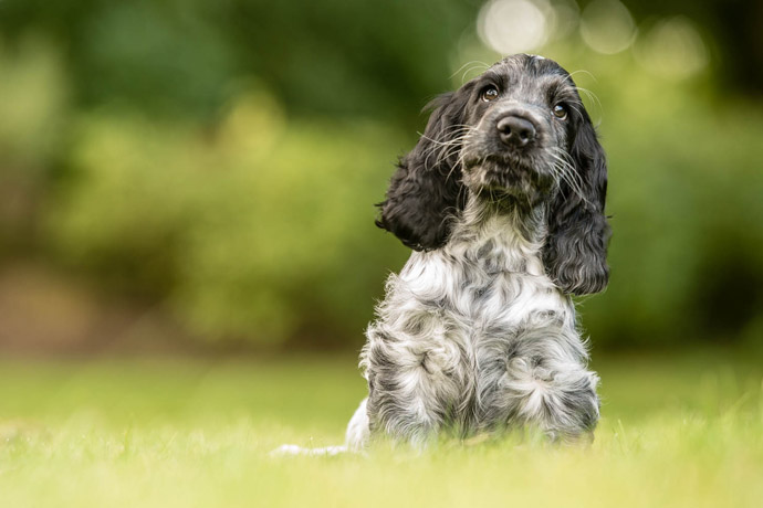 spaniel cute puppy hearing dog