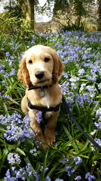 Lab in flowers