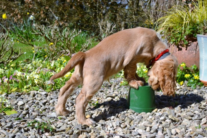 Lab flower pot