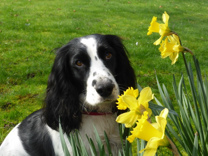 Spaniel Daffodils 