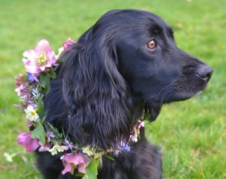 Dog flower crown