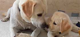 Yellow Labrador mum Brandy with her puppy Obi