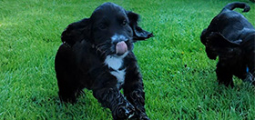 Black cocker spaniel puppy running towards the camera with ears flapping